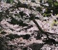 中井組の新入社員
